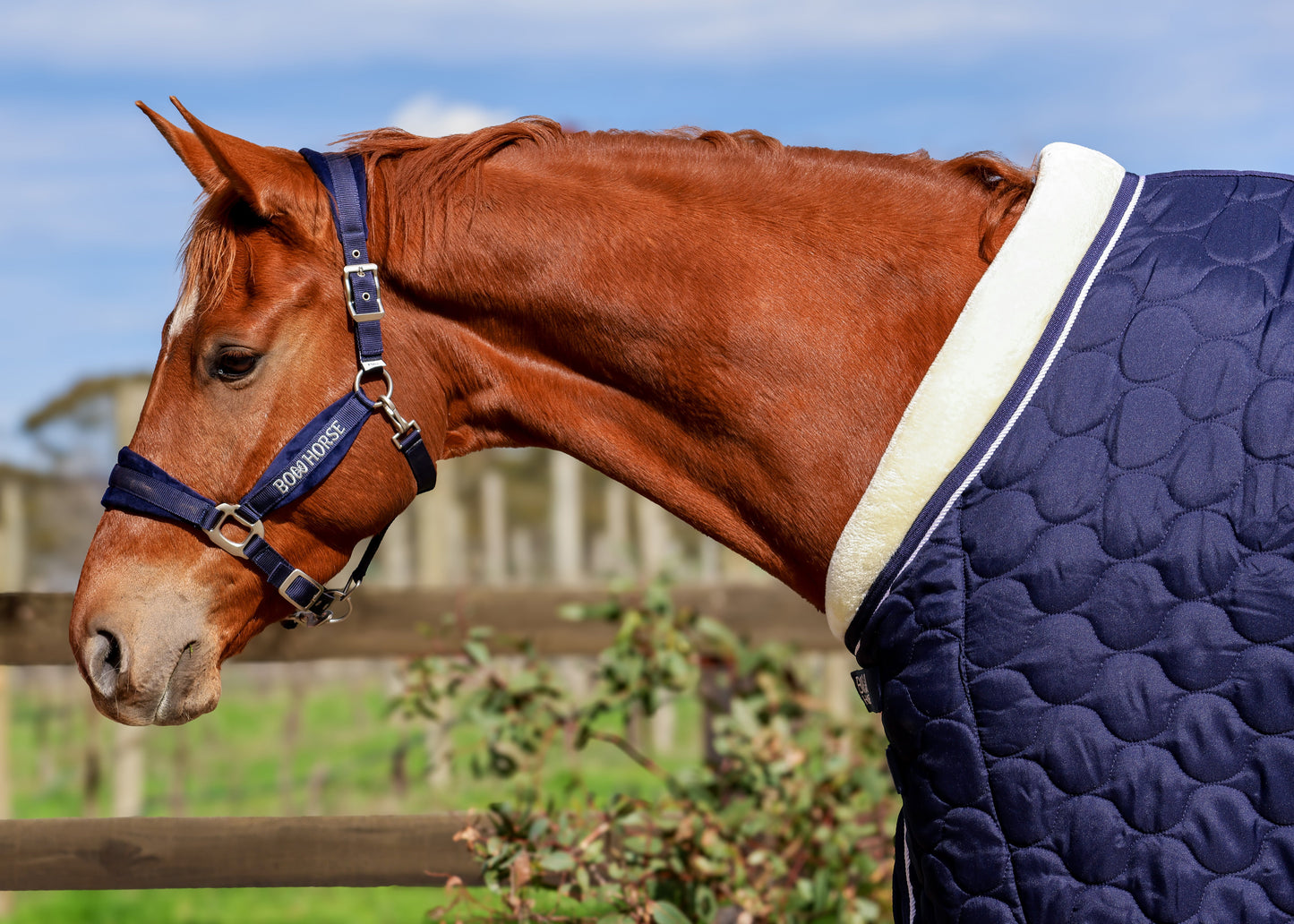 Winter Show Rug