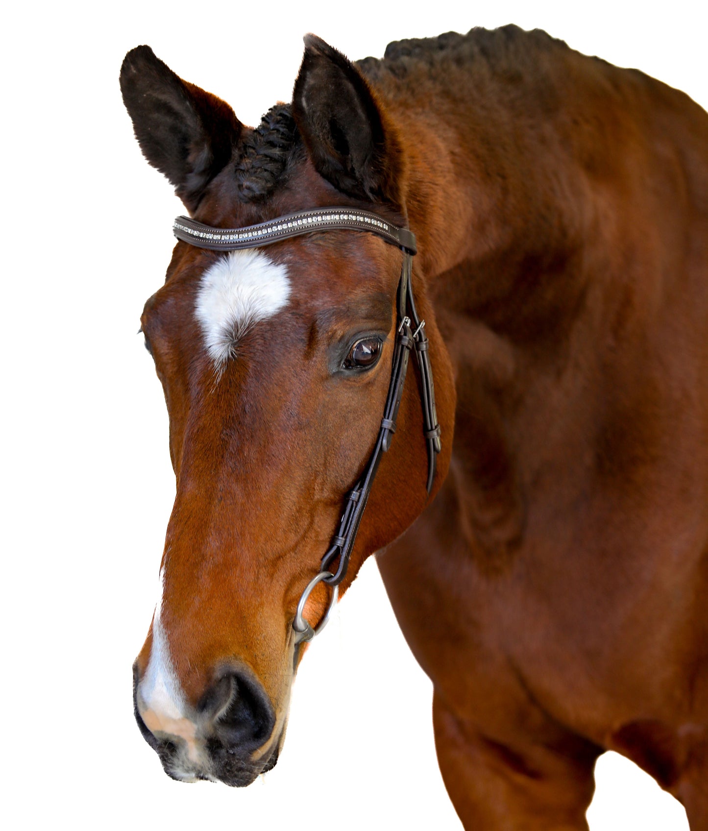 Havana Nosebandless Bridle 'Venita'