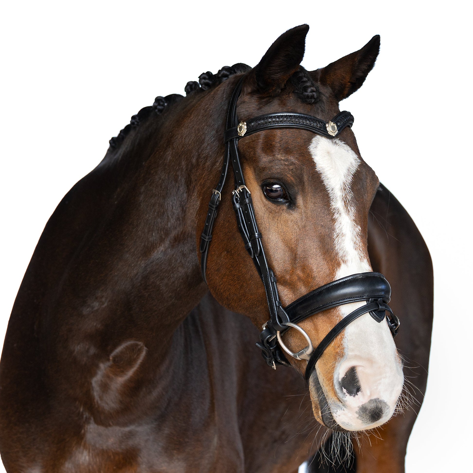 ready to go bridle Azure - Horse Bridle