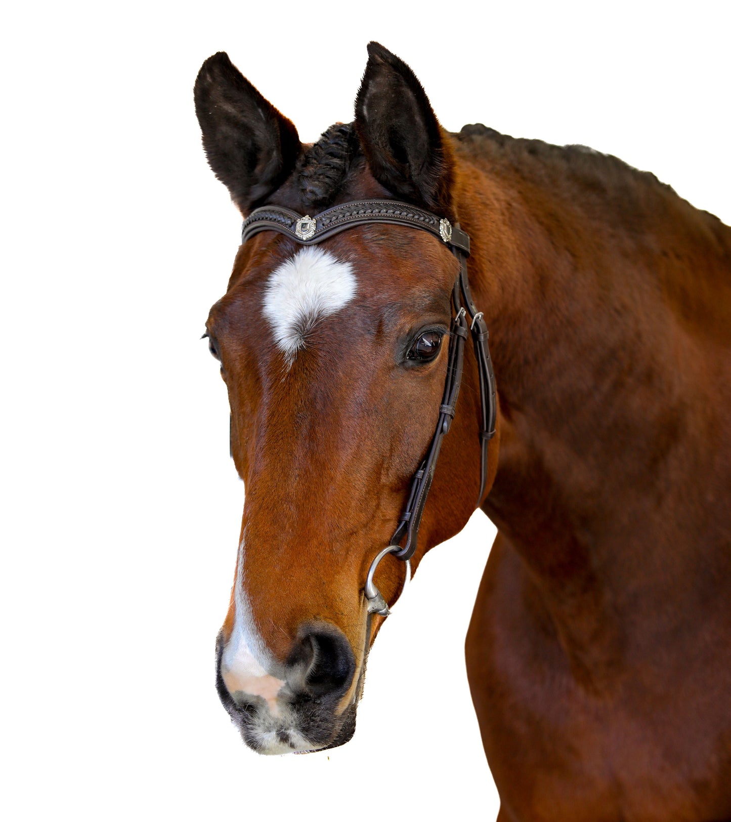 Havana Nosebandless Bridle 'Rossia'