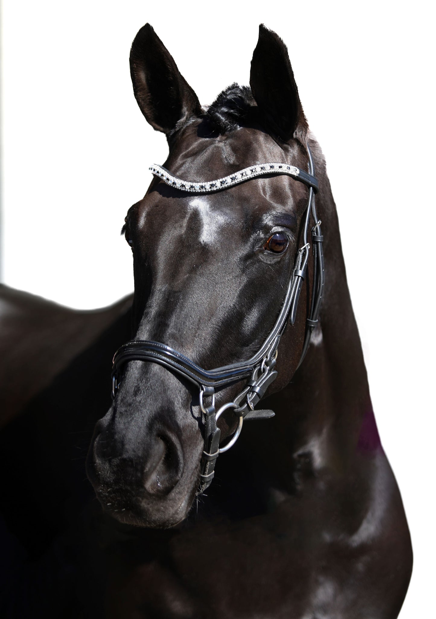 Premium Black Comfort Bridle 'Star'