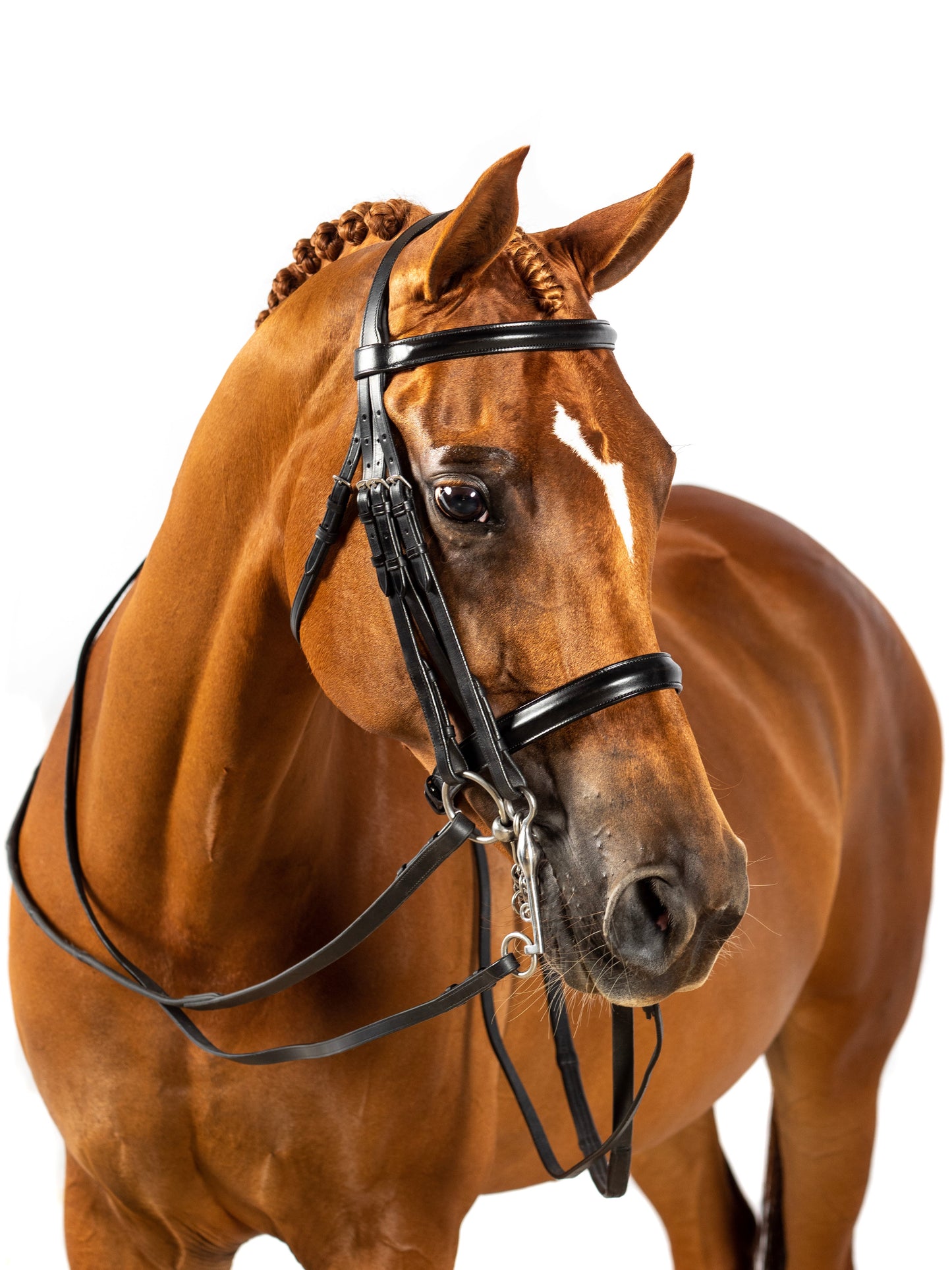 Premium Black Double Show Bridle 'Glory'