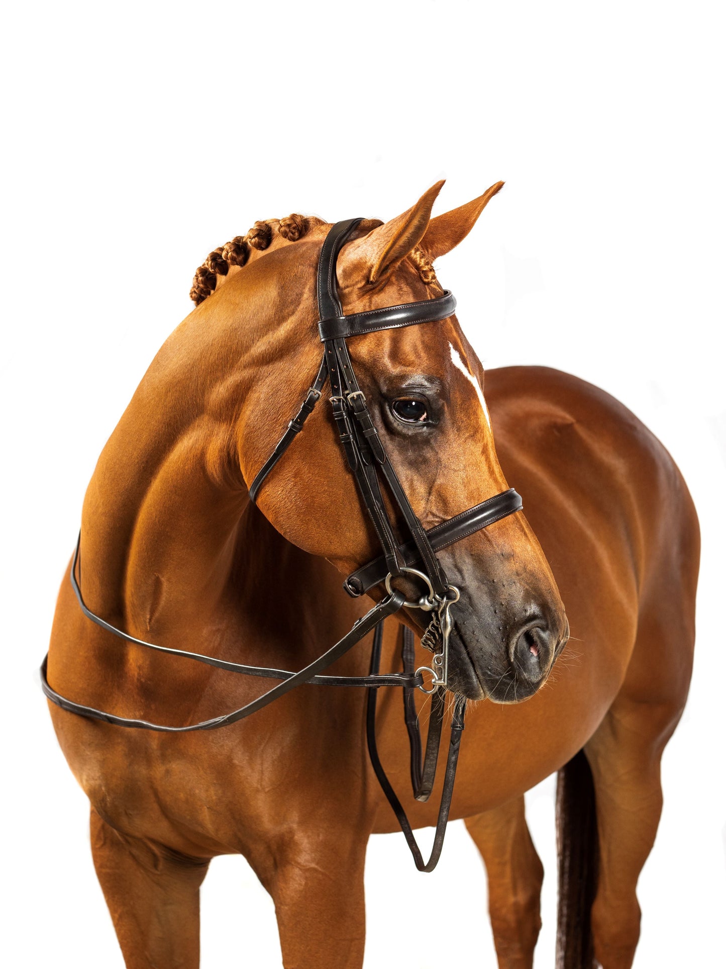 Premium Havana Double Show Bridle 'Constitution'